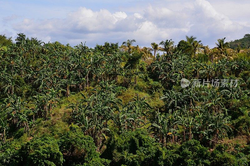 菲律宾塔勒湖火山岛上的热带丛林