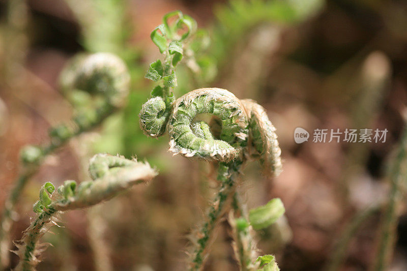 船首饰蕨类植物