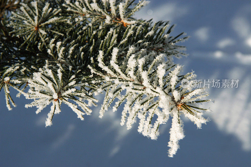 雪中的云杉