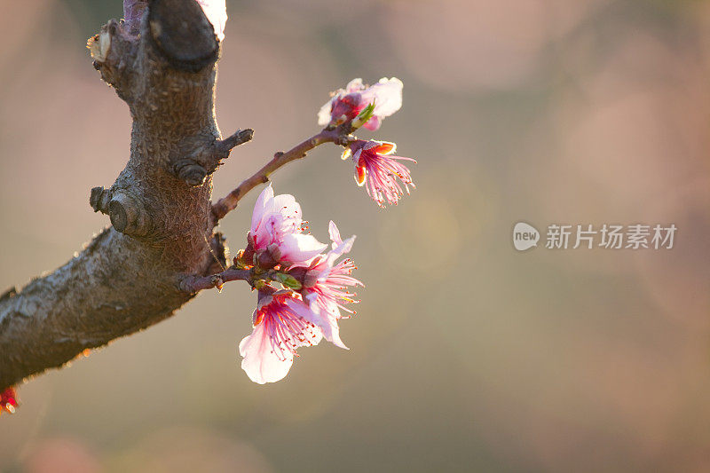 桃树开花