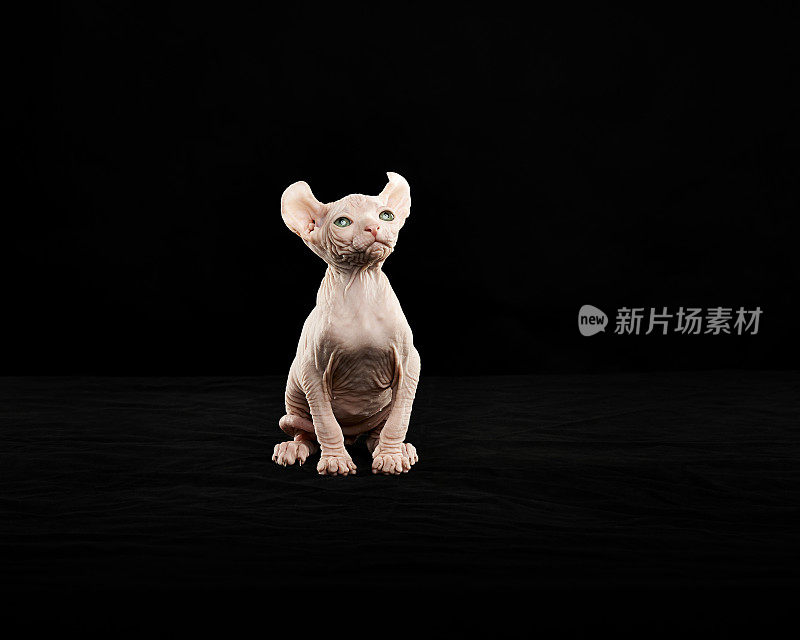 Sphynx猫