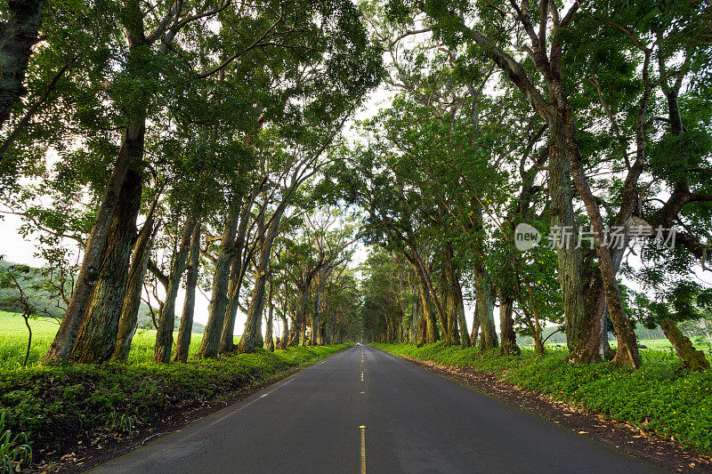 夏威夷考艾岛的公路和树隧道
