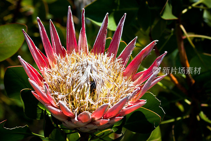 科斯滕博斯植物园的Protea国王