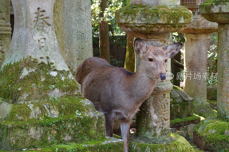 梅花鹿