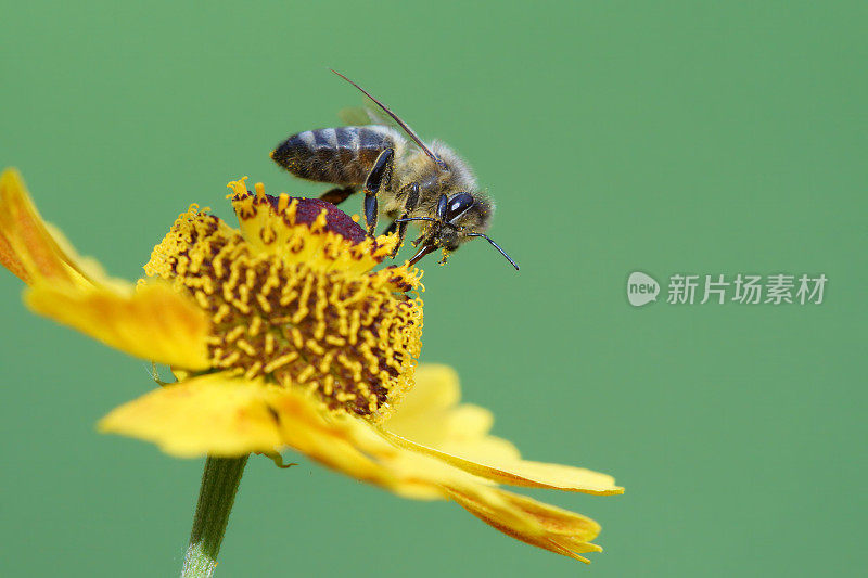 蜜蜂在氦花上