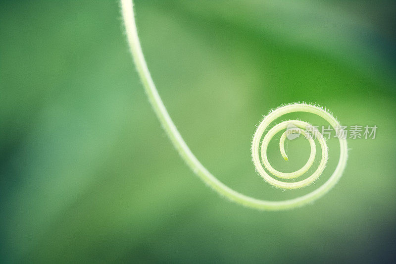 植物卷须-自然花园背景