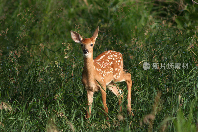 白尾鹿小鹿