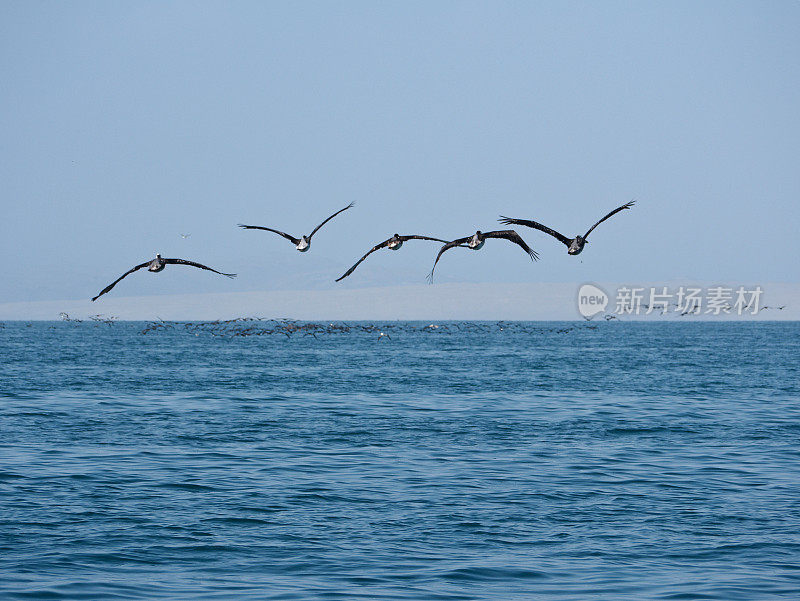 鹈鹕在海浪上低飞