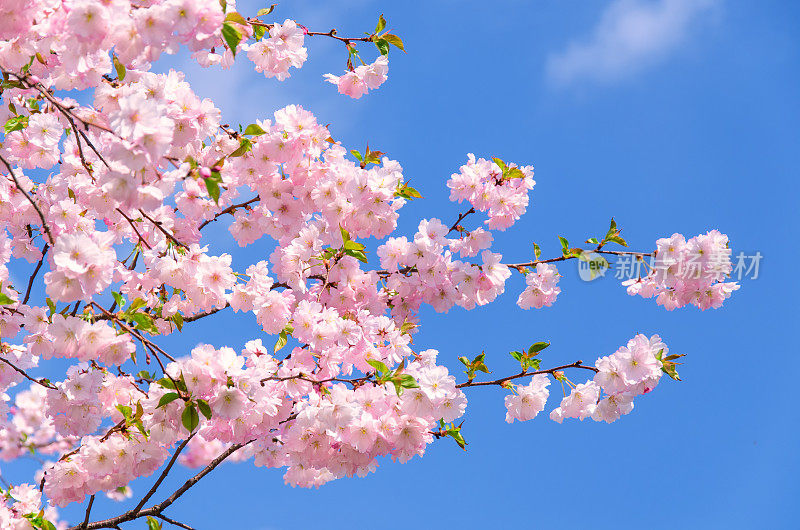 日本樱花