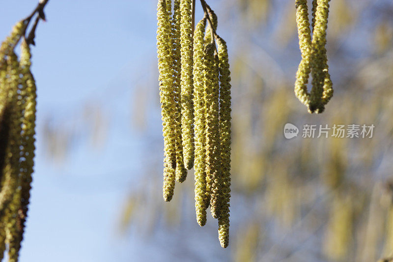 榛子雄柔荑花序榛属悬垂在冬天