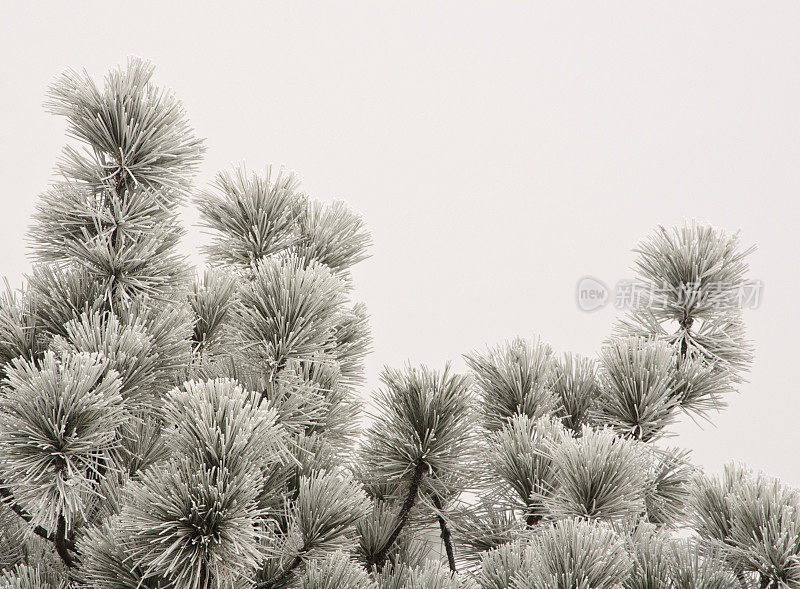 结霜的松树