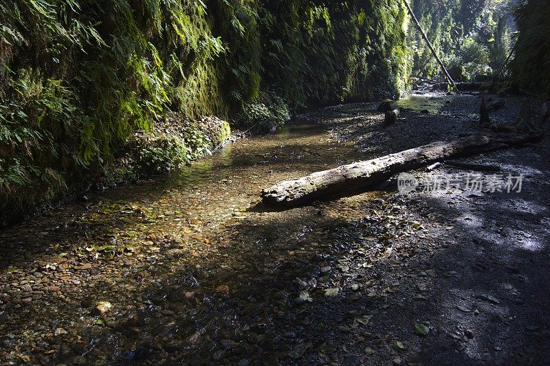 蕨类植物峡谷流