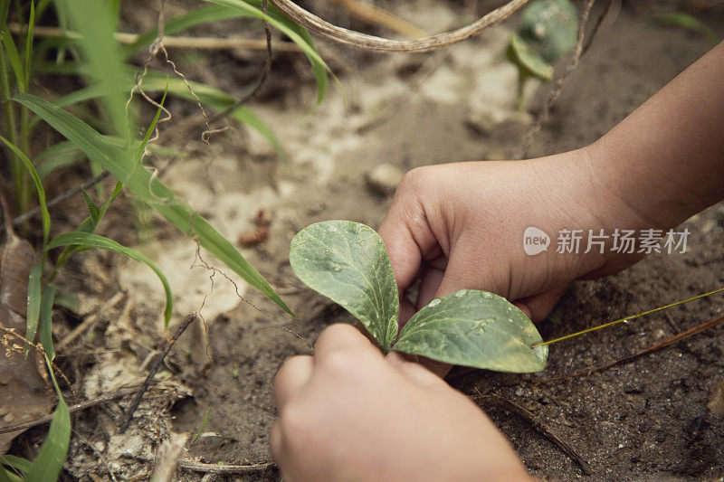 女孩在花园里种植物