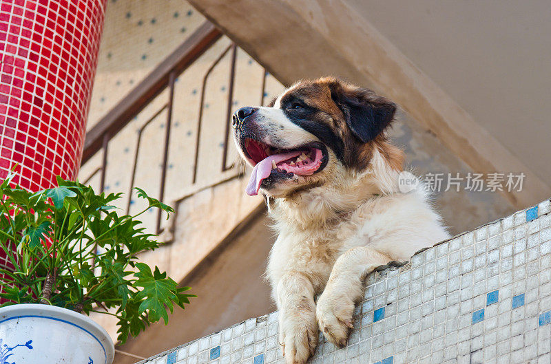 圣伯纳犬