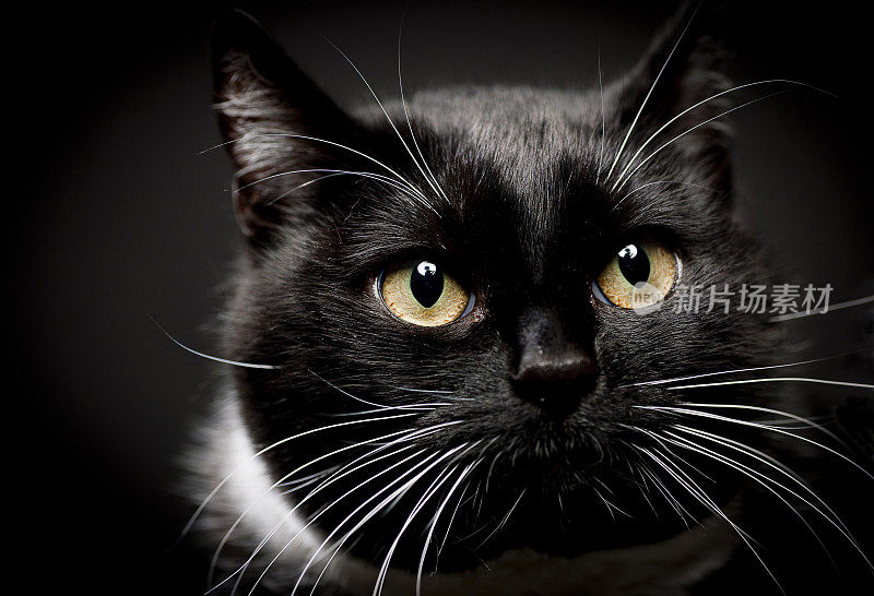 一只黑猫的画像