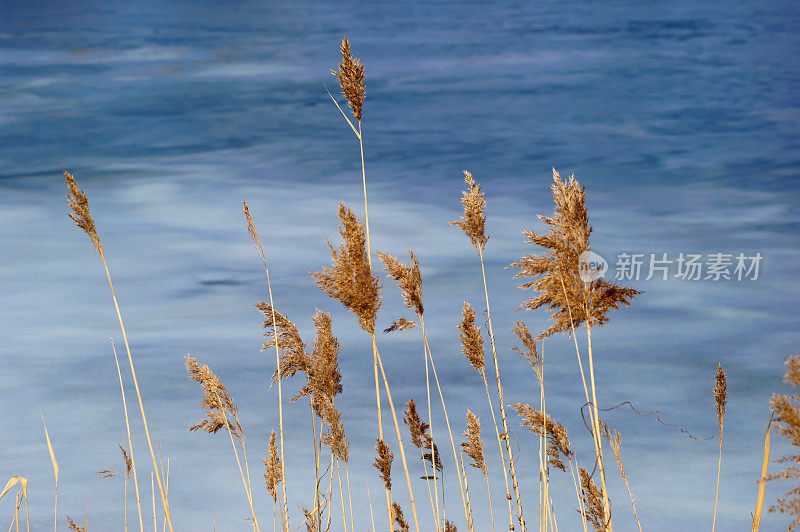 冬天池塘里的芦苇