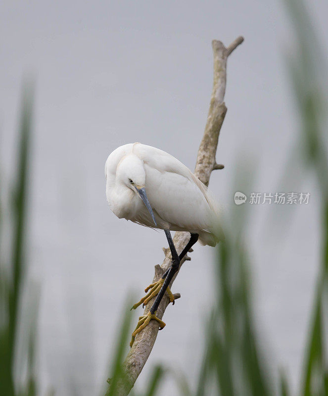 小白鹭