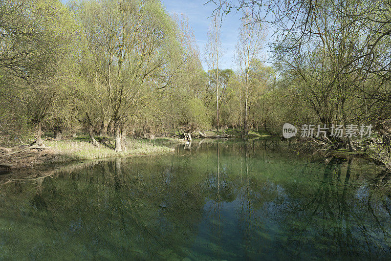 河流景观有白柳