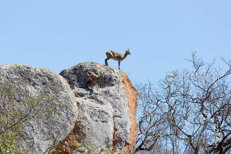 Klippspringer，克鲁格国家公园，南非
