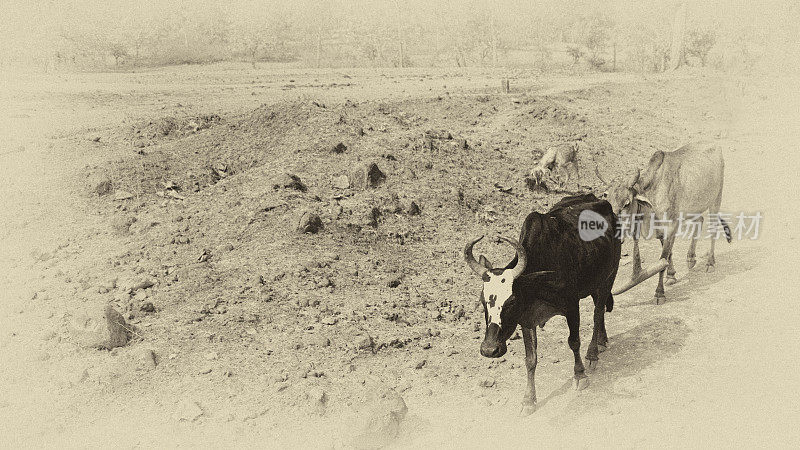 干旱地区的两头牛。