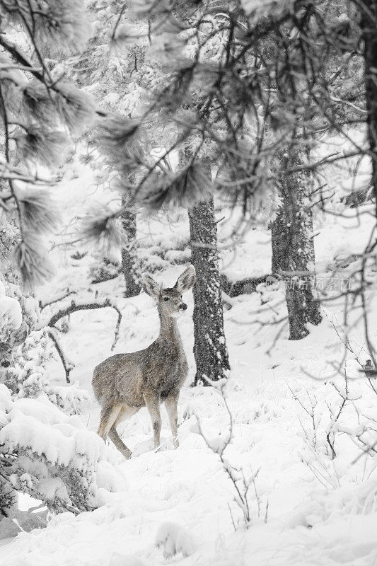 大雪中的骡鹿