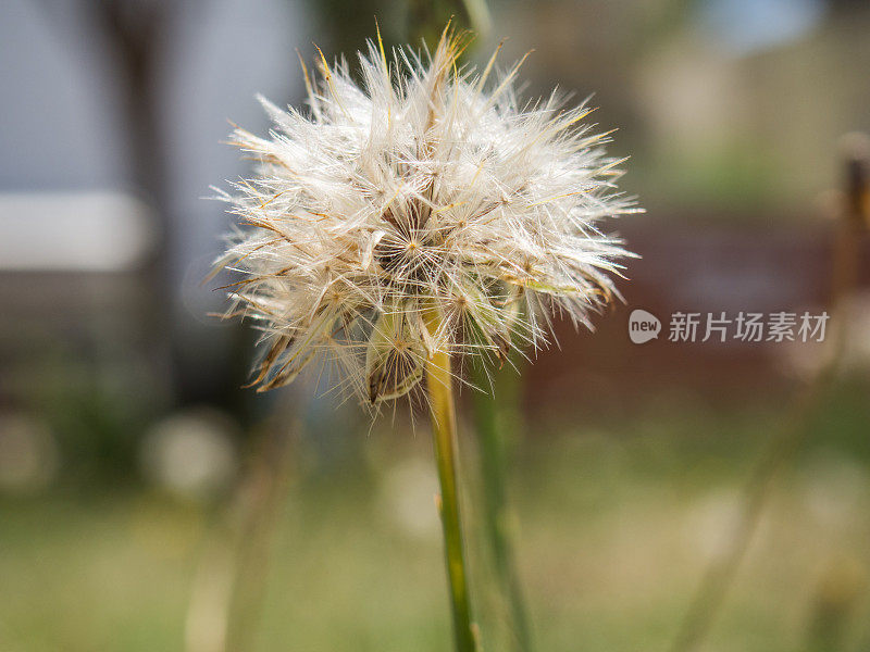 蒲公英在散焦背景，花粉和过敏源