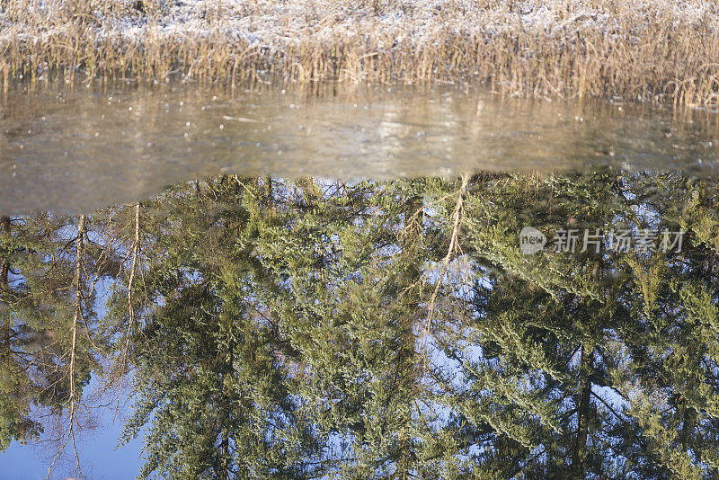 树木倒映在部分结冰的湖面上