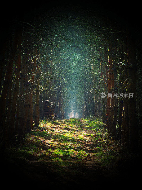路在魔法黑暗的森林中，背景是薄雾