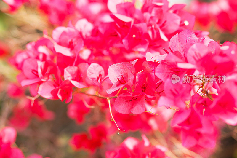 粉红色的叶子花属花