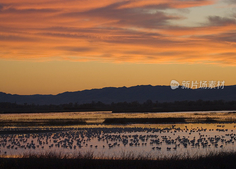日落时分，在加州国家野生动物保护区过冬的鸟