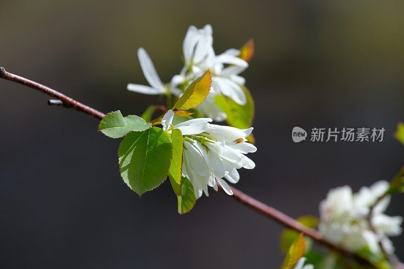 萨斯卡通浆果花的特写。