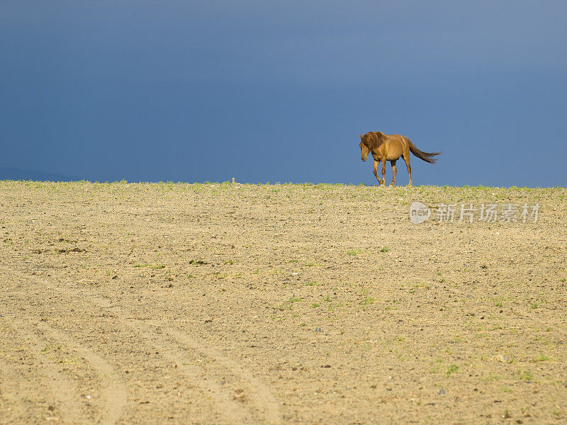 马在沙漠