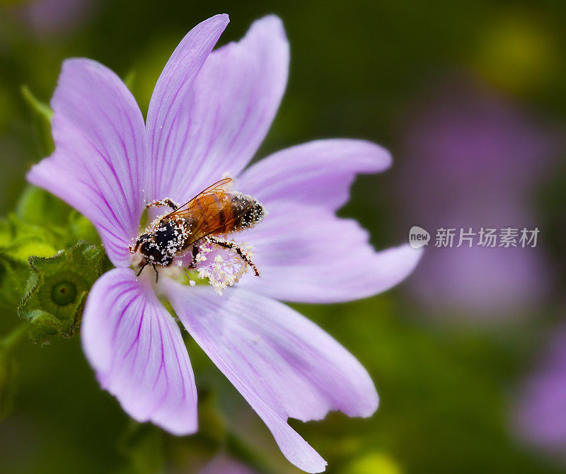 沾满花粉的蜜蜂从锦葵花上采集花蜜