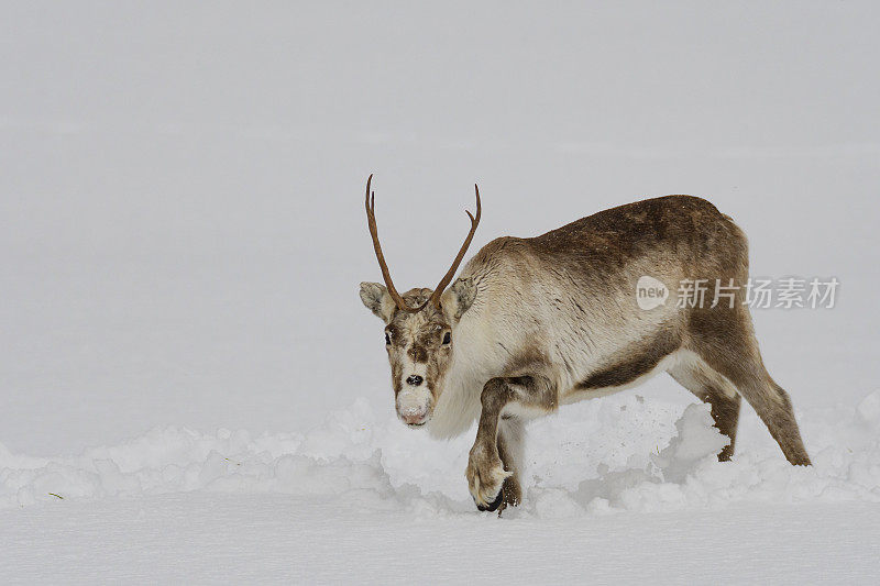 冬天，挪威北部的驯鹿在雪地里吃草