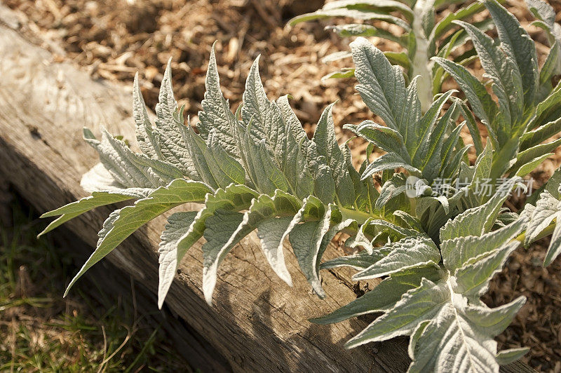 刺棘蓟植物的特写镜头