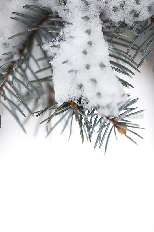 白雪覆盖的松树