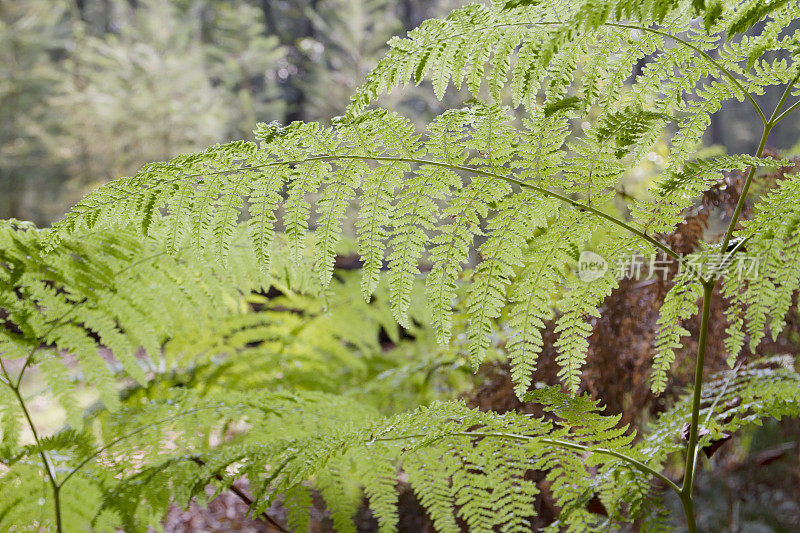 蕨类:蕨类(蕨类蕨类植物)