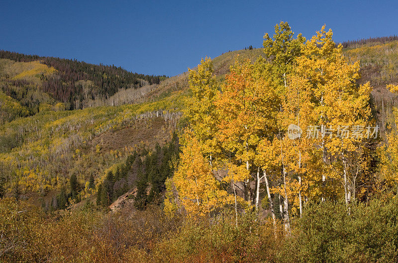 科罗拉多州秋天的白杨颜色