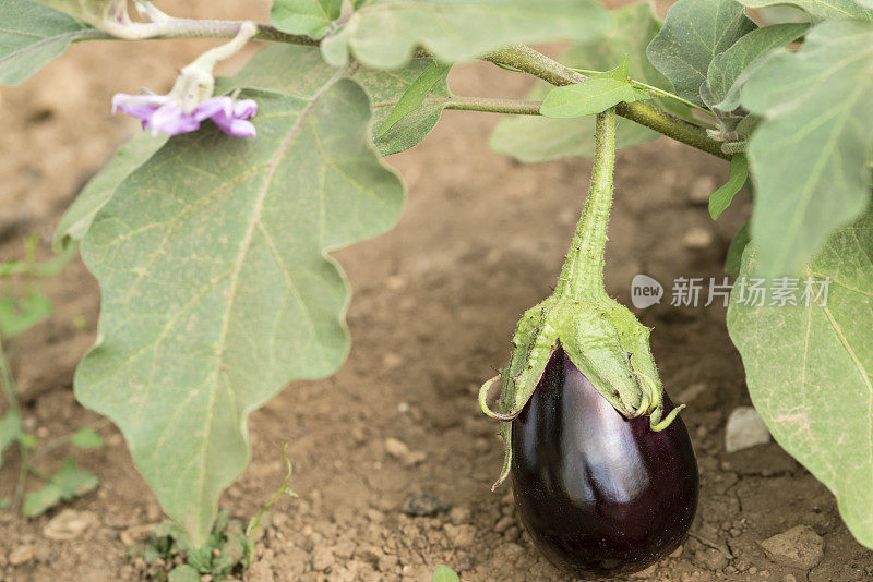 花园里的茄子(茄)