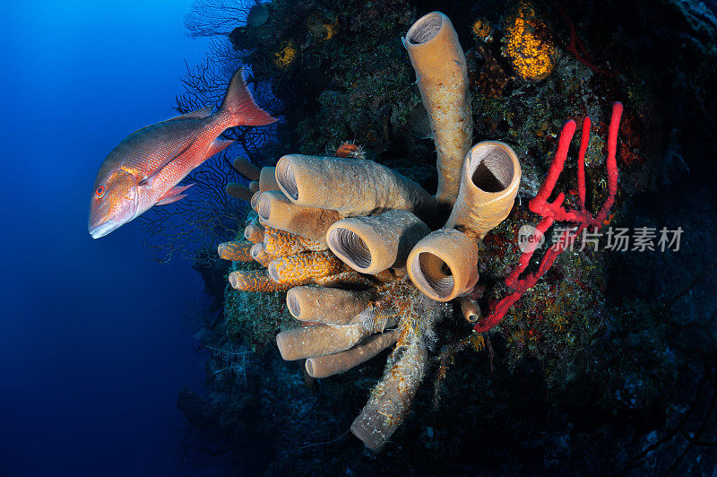 海洋生物