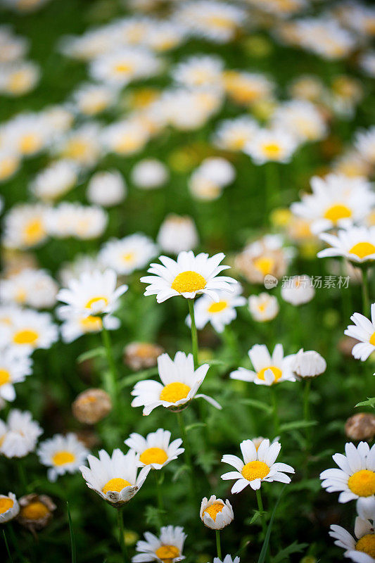 Oxeye雏菊的春天背景