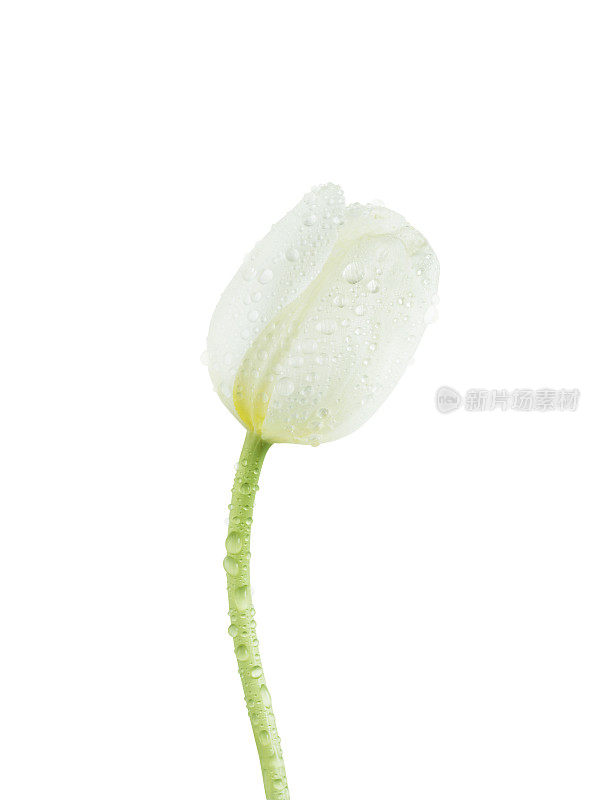 白色的郁金香花上有孤立的水滴