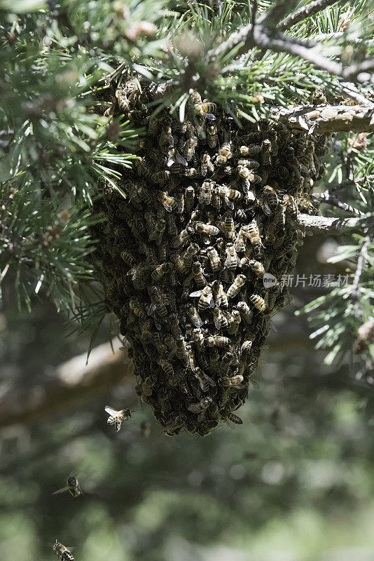 蜜蜂在春天成群结队