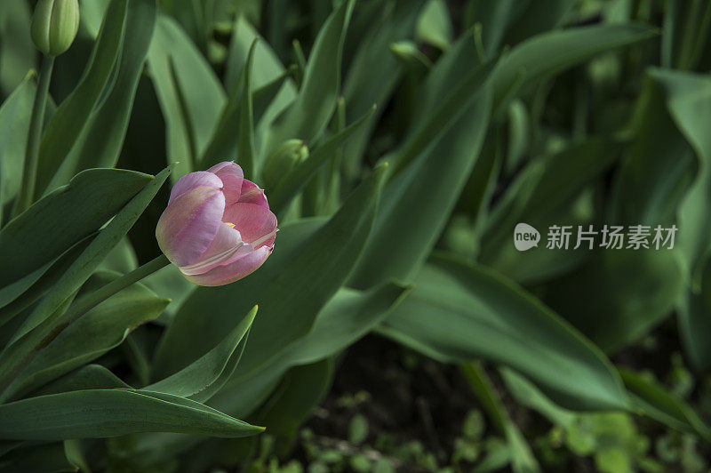 紫色有机郁金香苗圃的特写