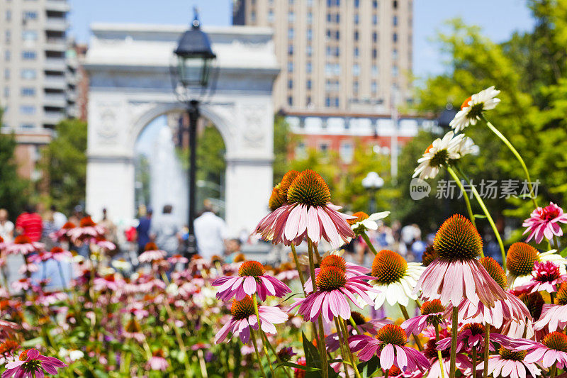 华盛顿广场公园五颜六色的花
