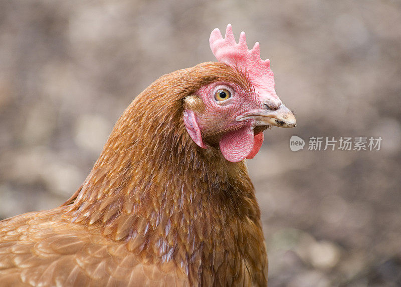 罗德岛红母鸡