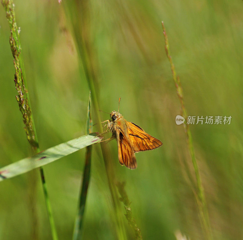 林地船长在野外