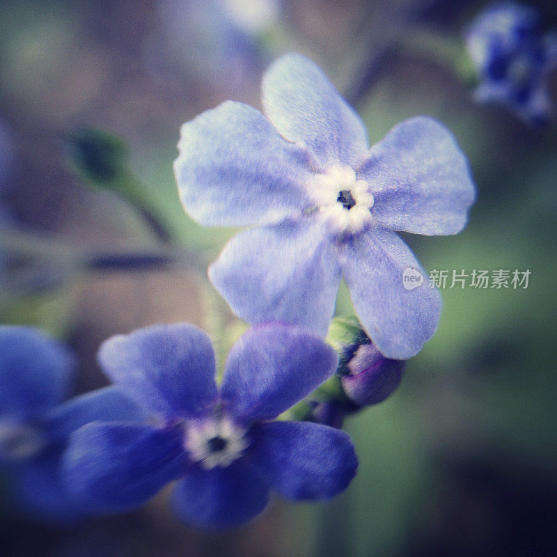 小小的紫色花朵