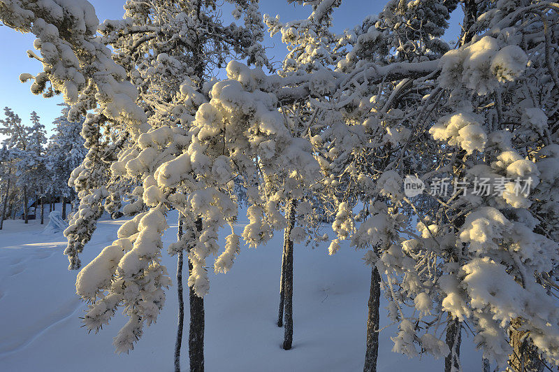 冬天的树,耶洛奈夫。