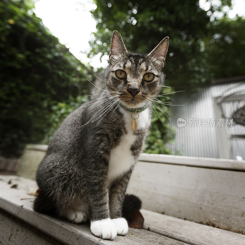 猫的特写肖像